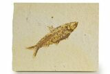 Detailed Fossil Fish (Knightia) - Wyoming #340826-1